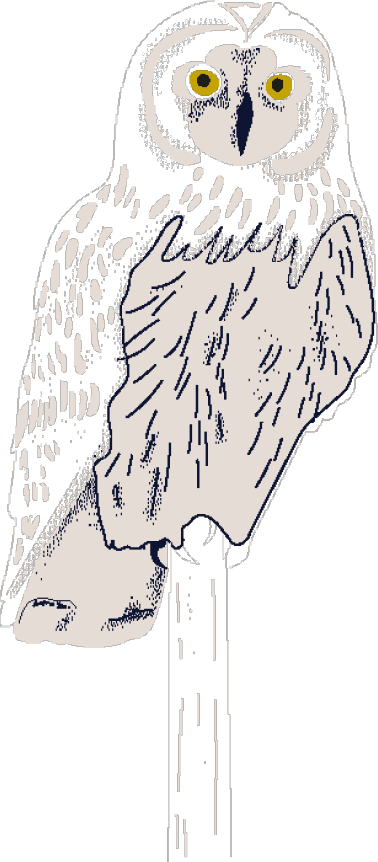 owl (1)